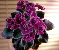Jolly Frills