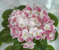 Mac's Will-o-the-Wisp