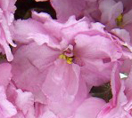 Rebel's Rosebud
