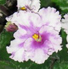 Rosemary